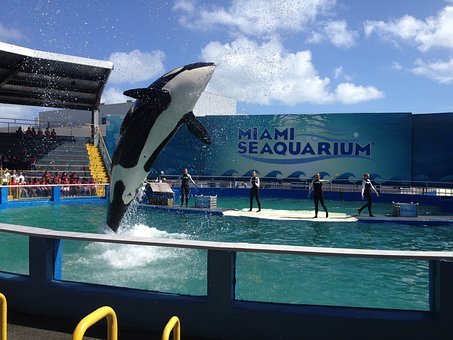 ORCA LOLITA IN MIAMI WILL SOON BE RELEASED IN THE OPEN WATER