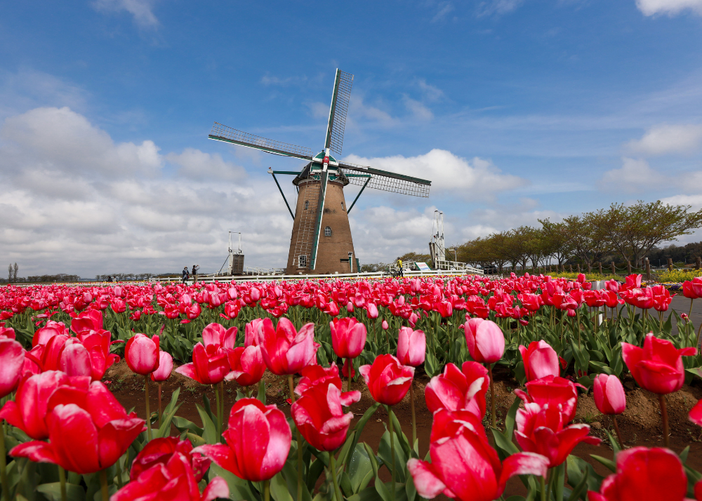 Lale, Hortus Bulborum, Noordwijkerhoutu, sezona, Bloemencorso, cveće, Keukenhof, Holandija, Evropa, bašta, sadnja, lukovica, Putovanja i turizam, destinacije, 2025, tullips, gardens, flowers, parks, destinations, Netherlands,