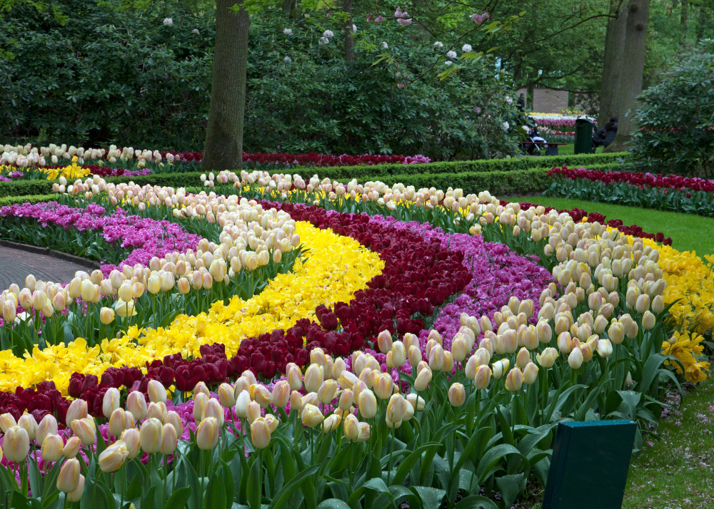 Lale, Hortus Bulborum, Noordwijkerhoutu, sezona, Bloemencorso, cveće, Keukenhof, Holandija, Evropa, bašta, sadnja, lukovica, Putovanja i turizam, destinacije, 2025, tullips, gardens, flowers, parks, destinations, Netherlands,