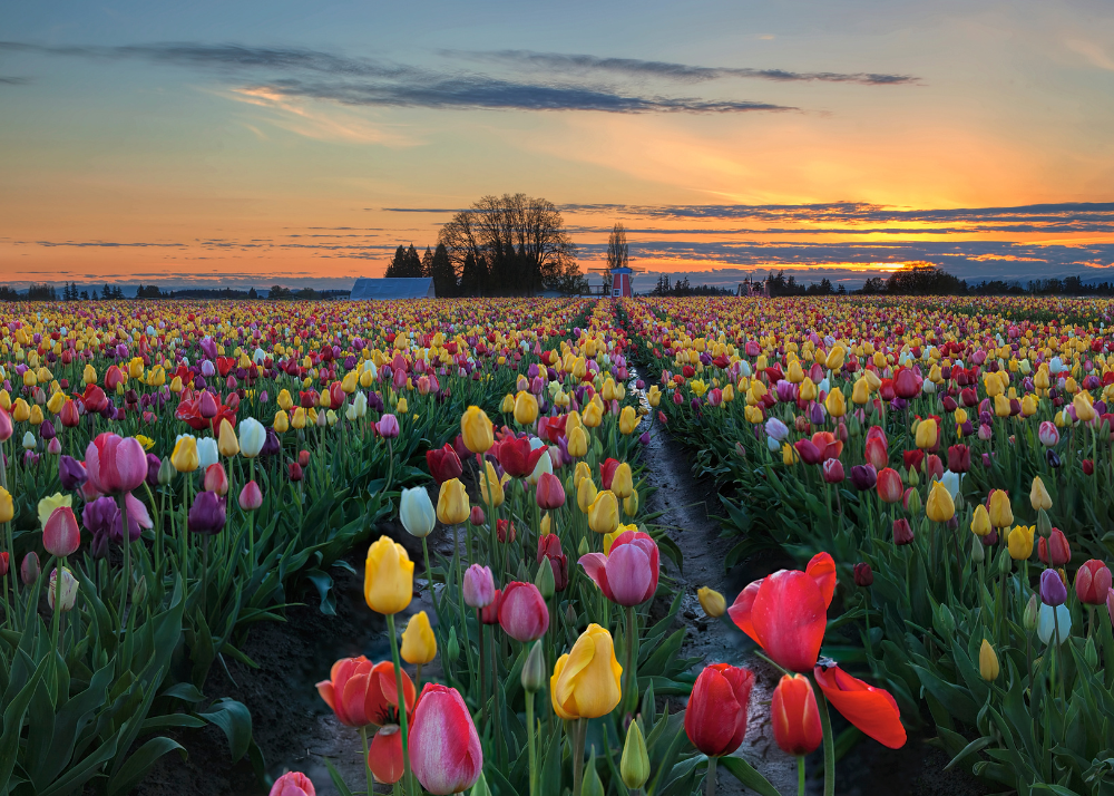 Best ways to experience tulip season in the Netherlands