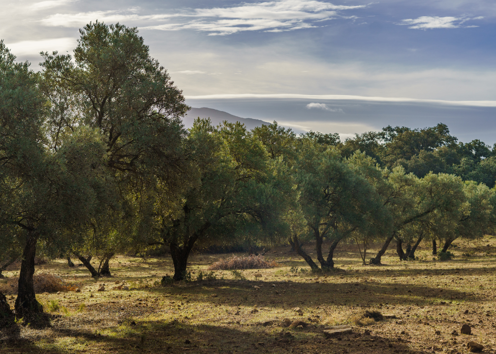 Španija, Evropa, masline, ulje, maslinovo ulje, destinacija, atrakcija, priroda, maslinjak, ukusi, Putovanja i turizam, Spain, tourism, destination, Europe, travel, olives, olive oil, nature, flavors, 2025