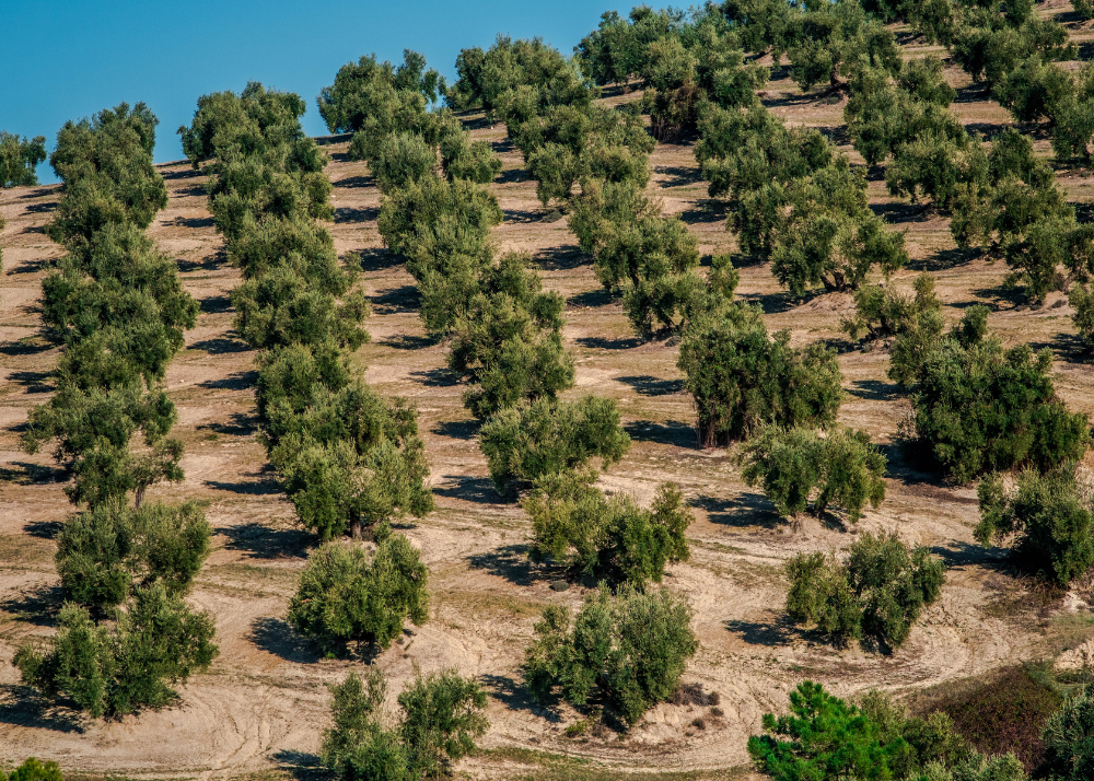 Španija, Evropa, masline, ulje, maslinovo ulje, destinacija, atrakcija, priroda, maslinjak, ukusi, Putovanja i turizam, Spain, tourism, destination, Europe, travel, olives, olive oil, nature, flavors, 2025
