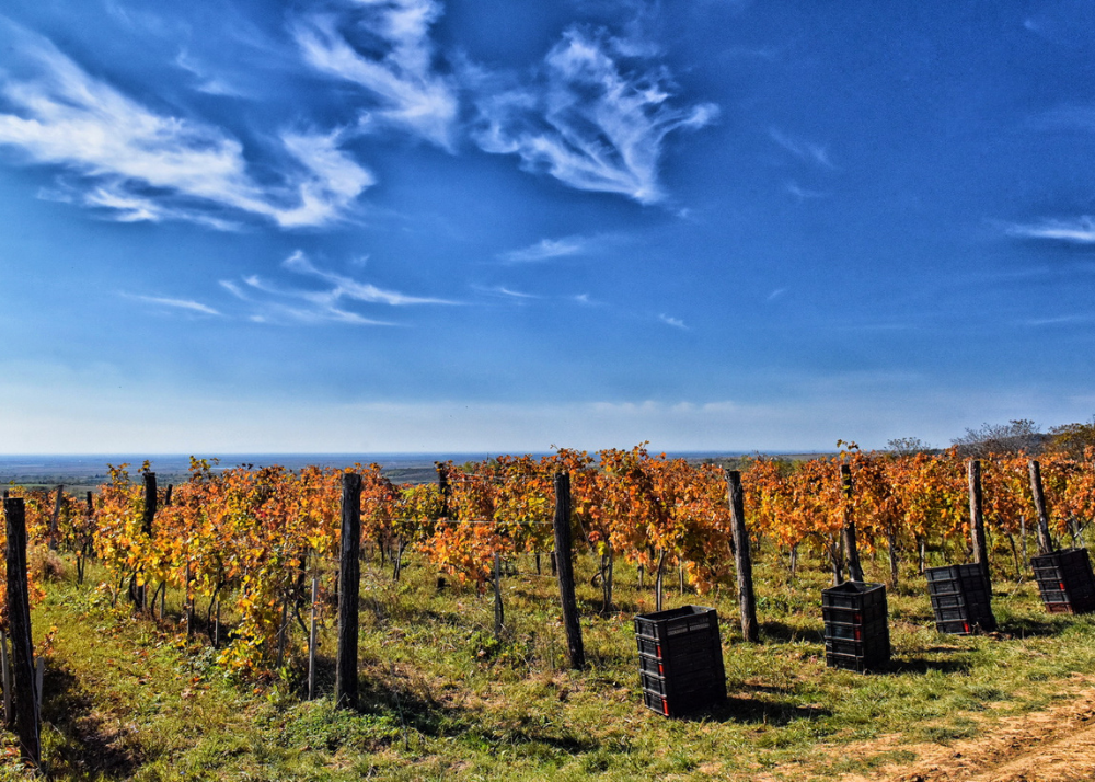 Vinarija, sorte, grožđe, priroda, Vojvodina, Fruška gora, Irig, Vinarija godine, Putovanja i turizam, 2026